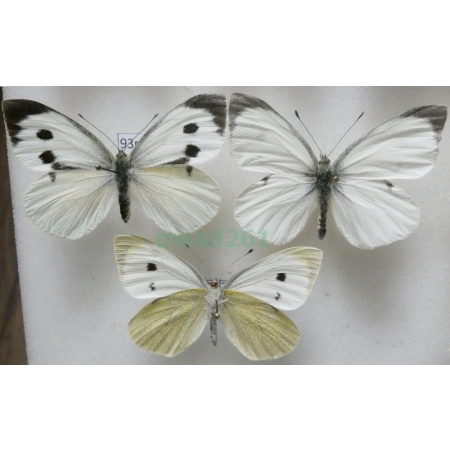 Pieris brassicae (Linnaeus, 1758) pair+reverse Bielinek kapustnik Poland93n